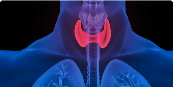 Segmentierung medizinischer Bilder